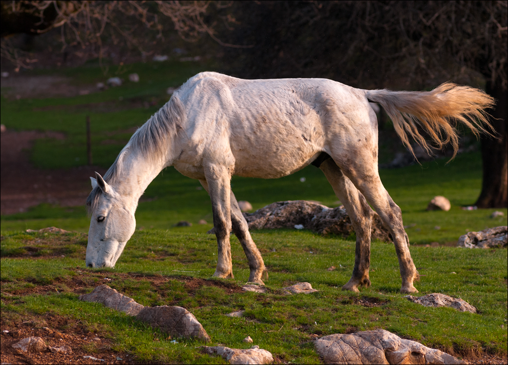 Titana Dajti April2009 20080417026