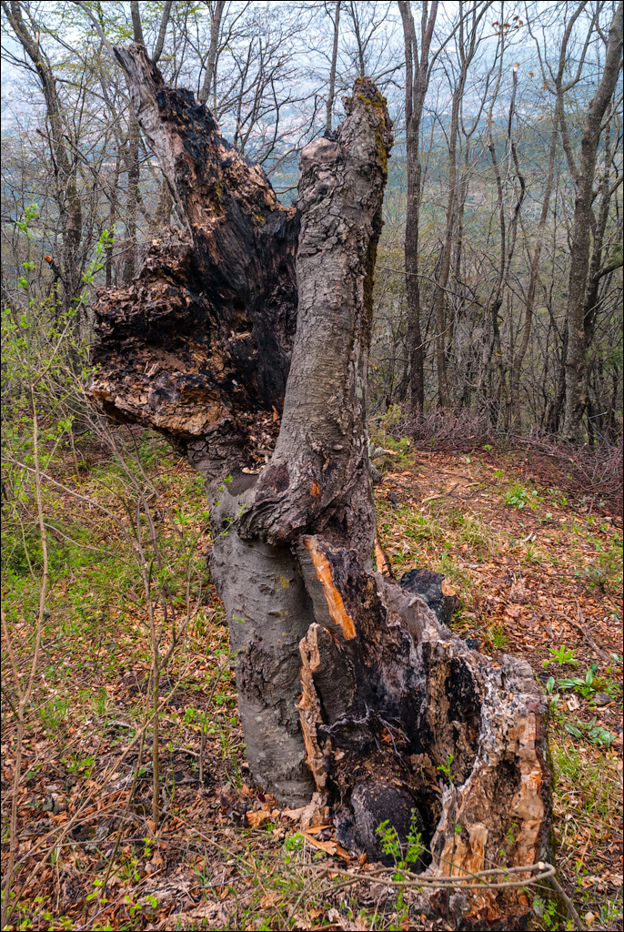 Titana Dajti April2009 20080417052