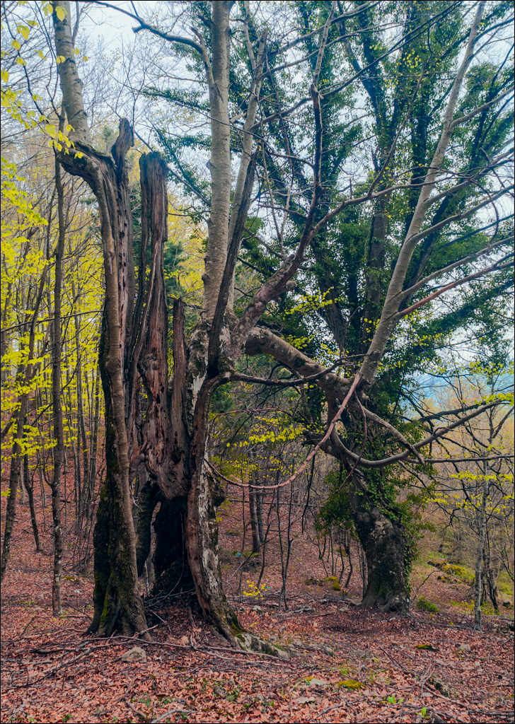 Titana Dajti April2009 20080417055