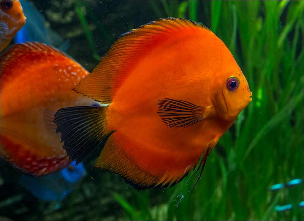 Vienna 2 20180101099