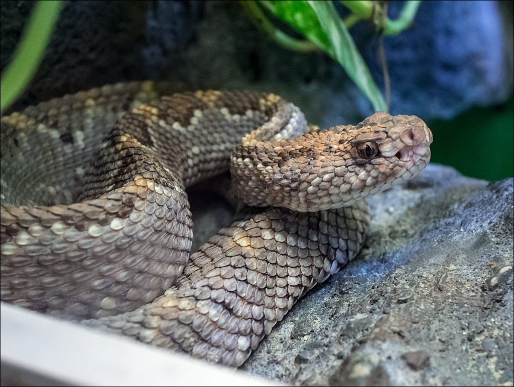 Vienna 2 20180101104