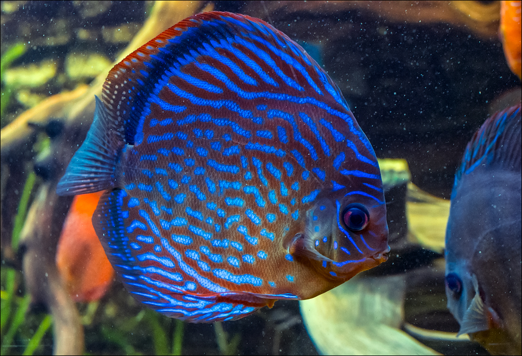 Vienna 2 20180101107