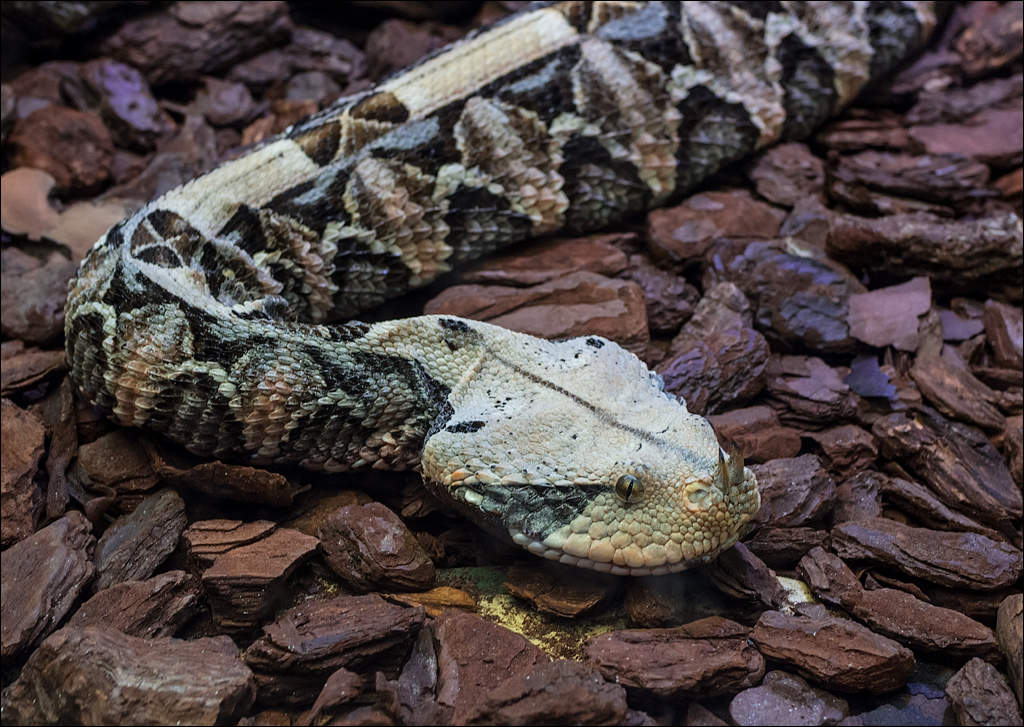 Vienna 2 20180101110