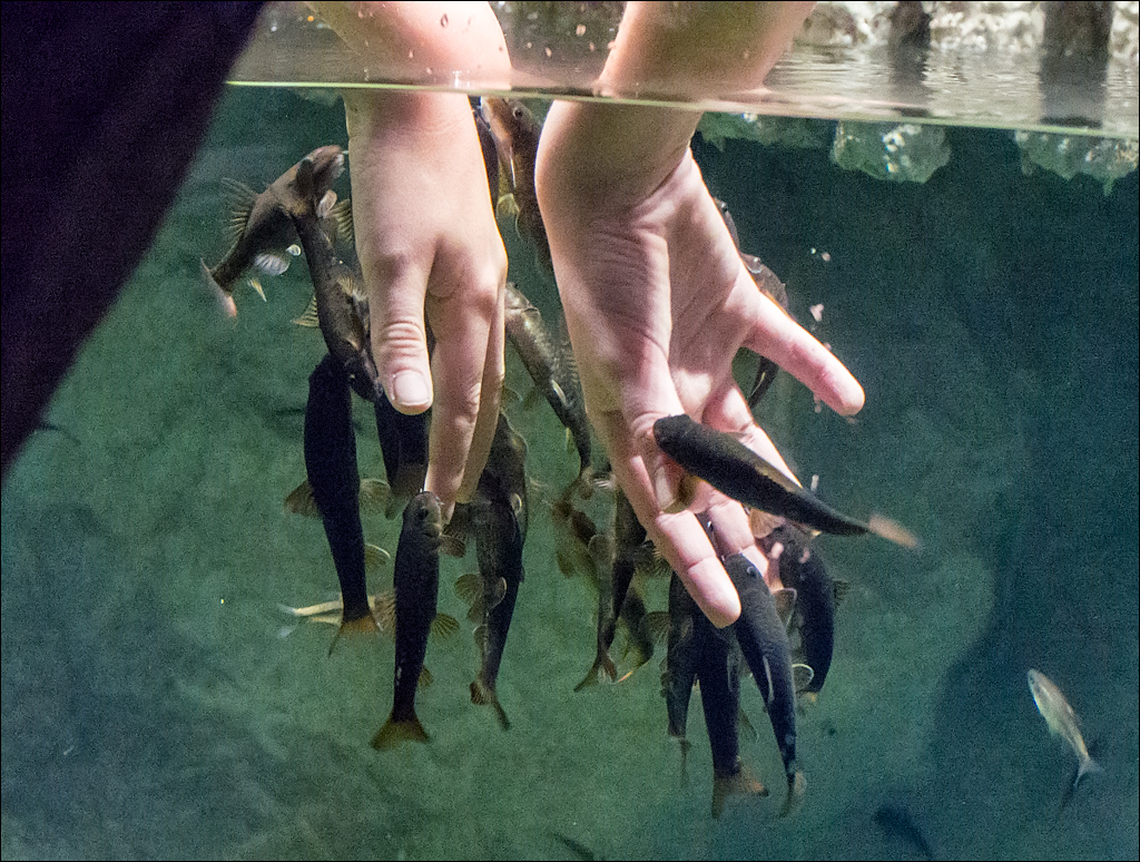 Vienna 2 20180101113