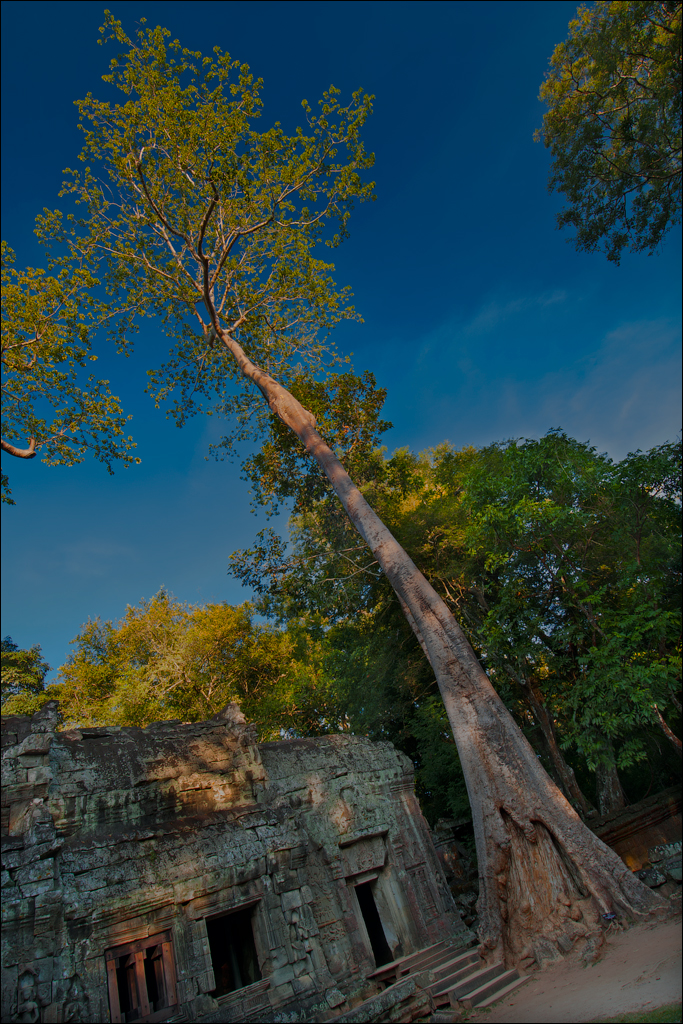 Ta Prohm Nov2009 056