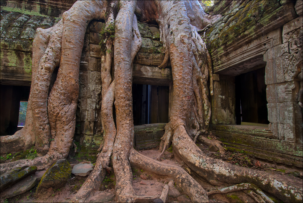 Ta Prohm Nov2009 067
