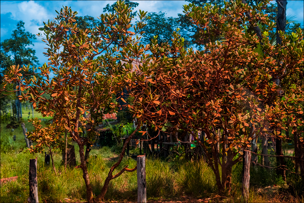 Preah Vihear Nov2009 104