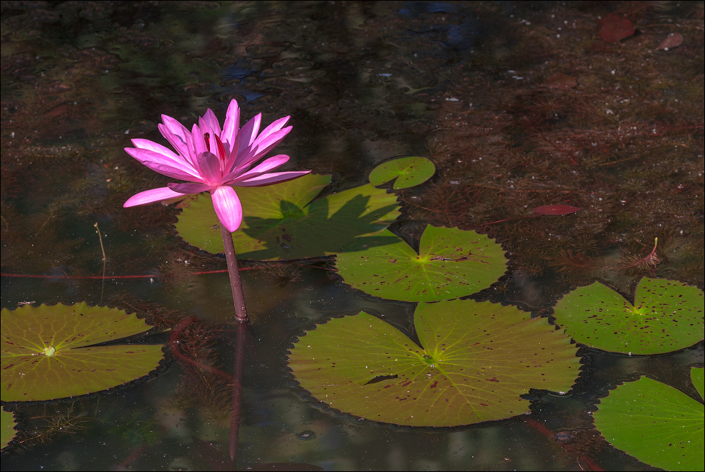 KohKer BoengMealea BantriSrei Nov2009 074