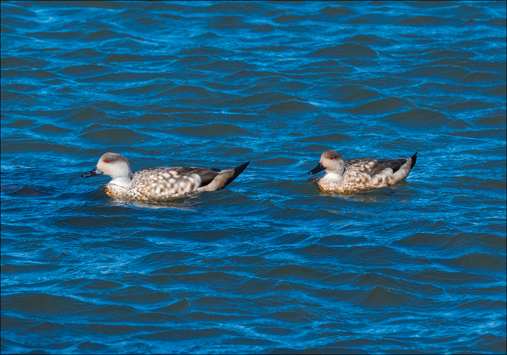 PuntaArenas R2 20181124186