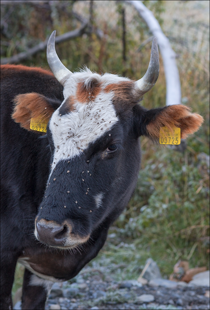 Georgia 160927055851212