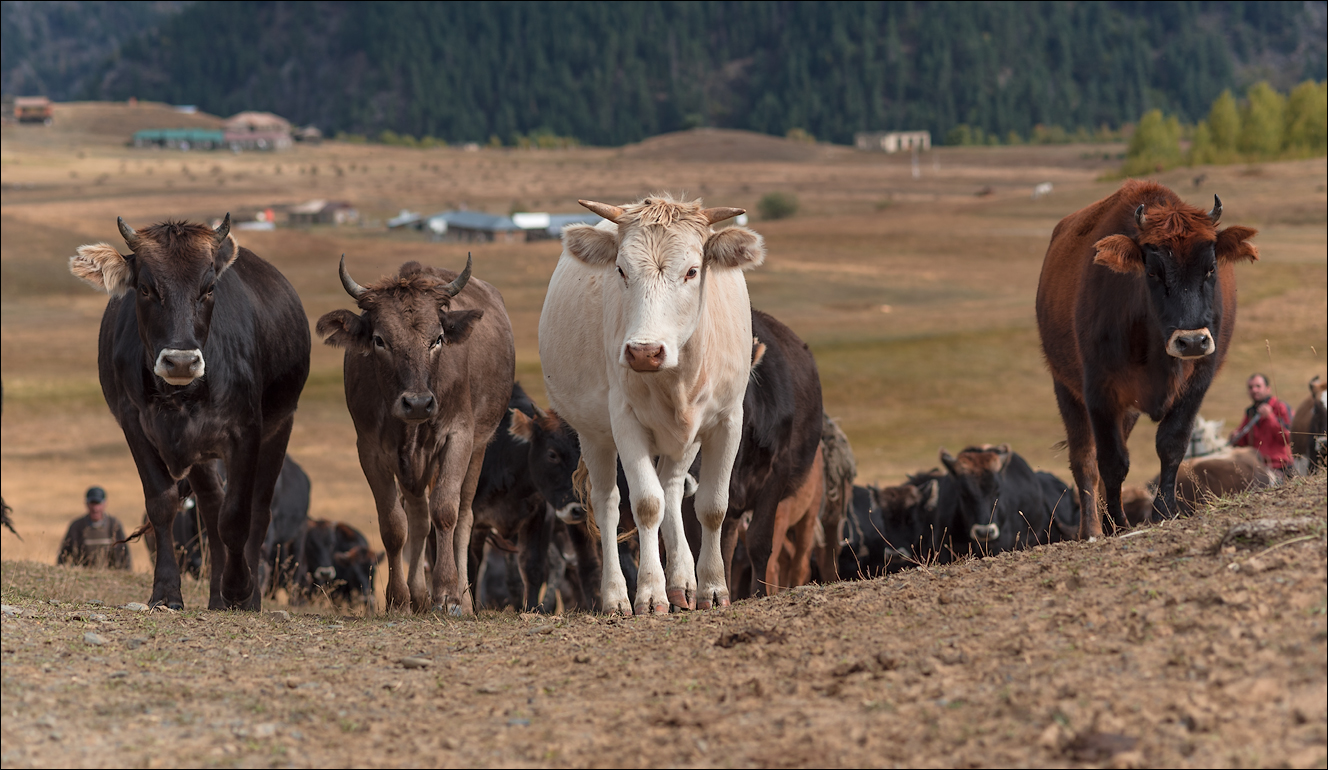 Georgia 160928084845281