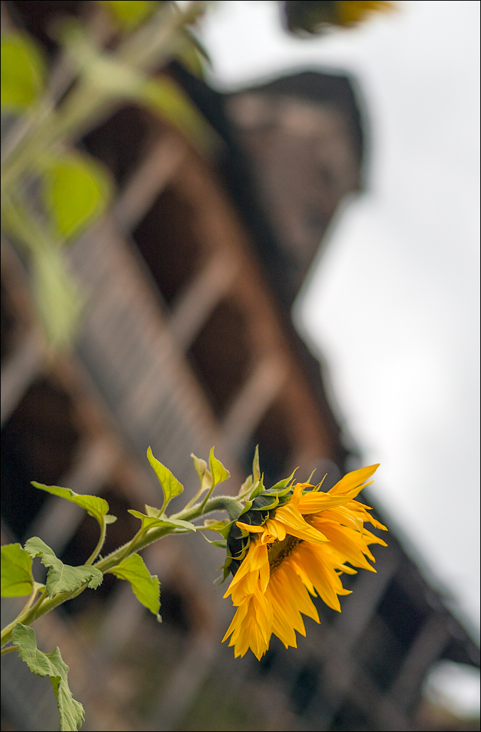 Georgia 160929151619464