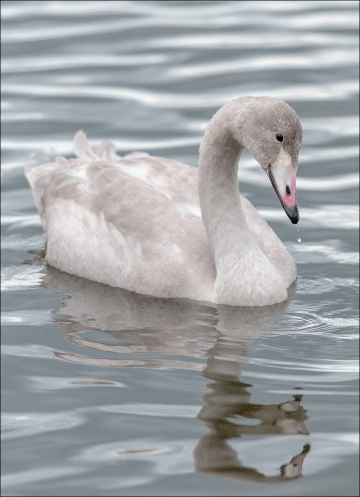 Reykjavik2 04012020 217