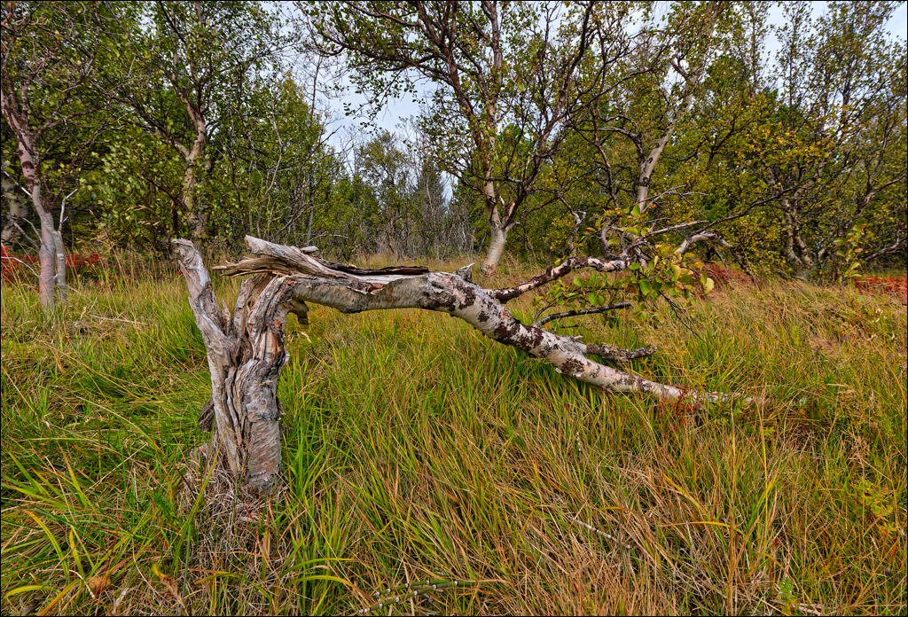 RaudholarCalgahraun 2023 139