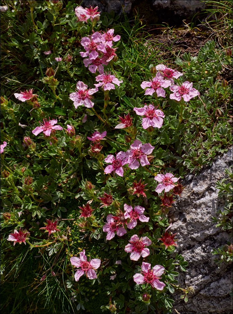 Dolomites 2017 3 028028