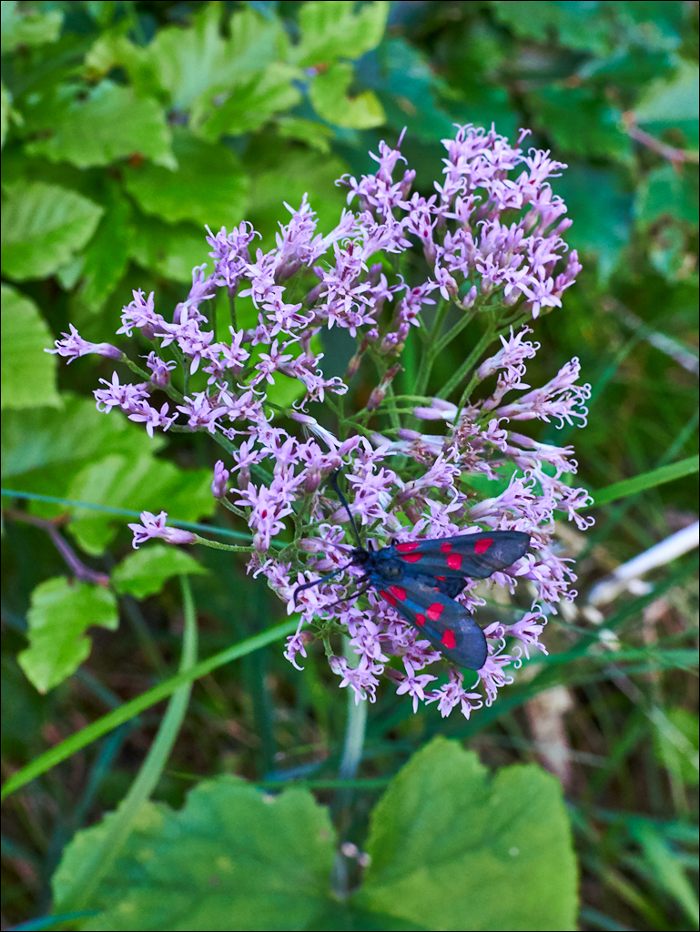 Dolomites 2017 5 156156