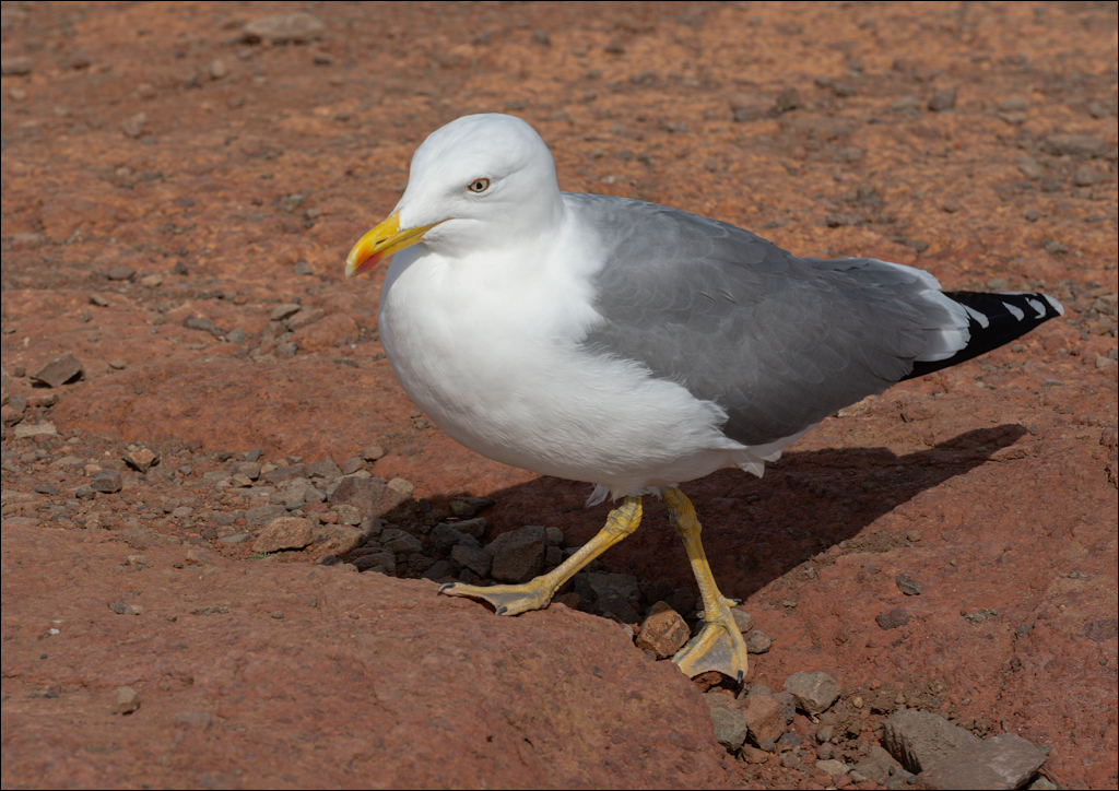 Madeira 24dec2024 08jan2025 164 00