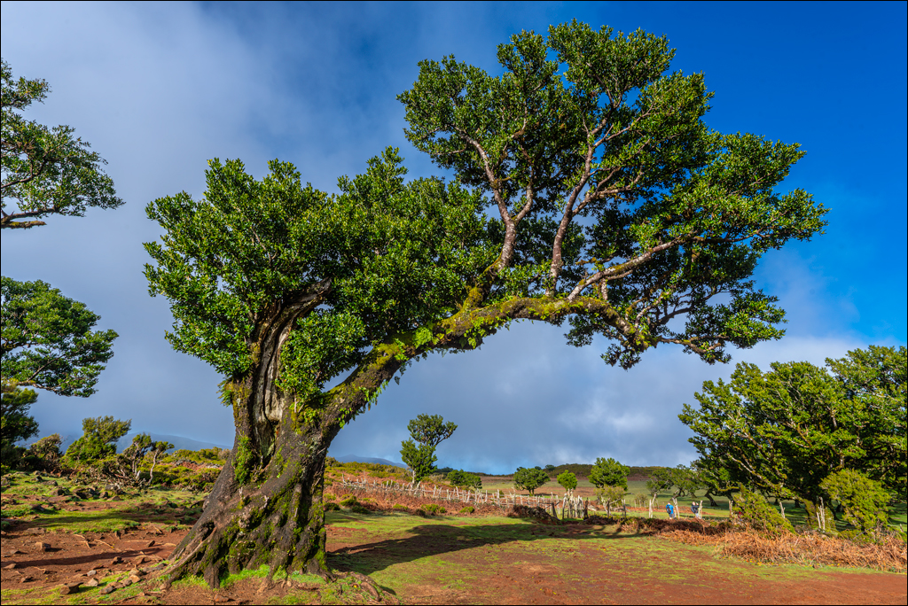 Madeira 24dec2024 08jan2025 104 00