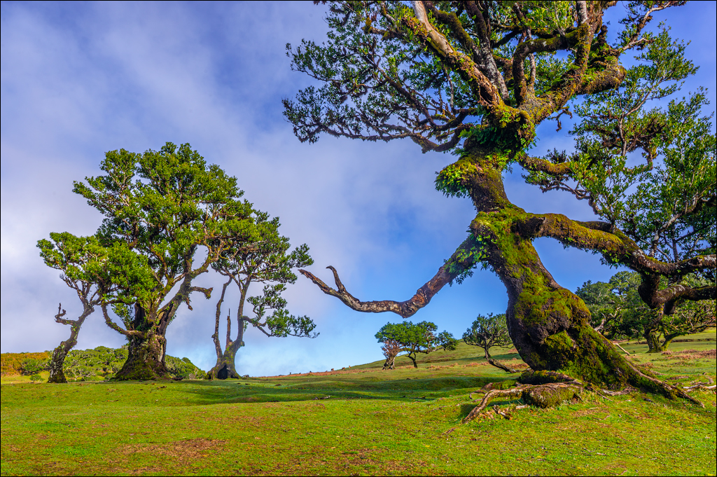 7. Madeira: Floresta Fanal, Cascata do Véu da Noiva & Seixal