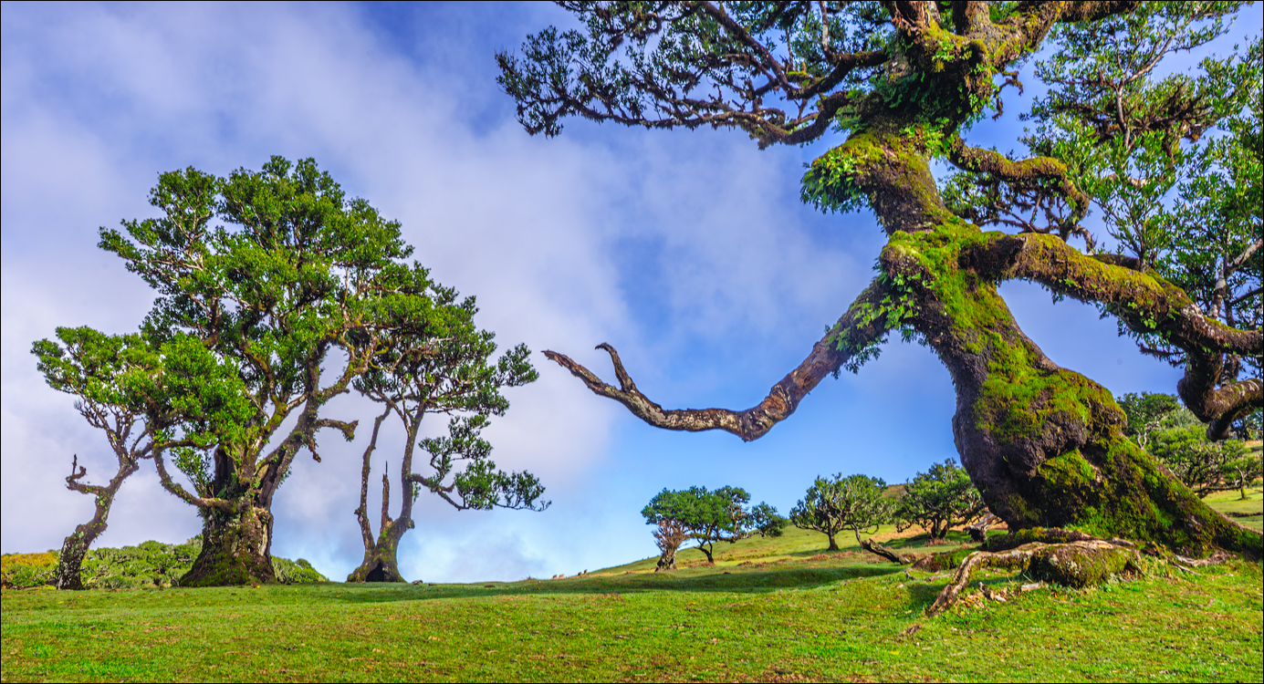 Madeira 24dec2024 08jan2025 120 00