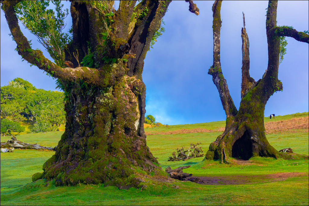 Madeira 24dec2024 08jan2025 122 00