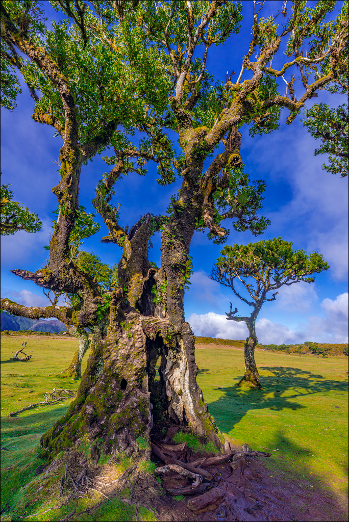 Madeira 24dec2024 08jan2025 127 00