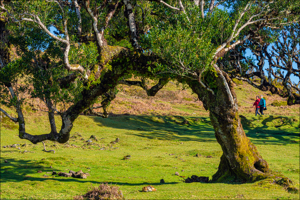 Madeira 24dec2024 08jan2025 131 00