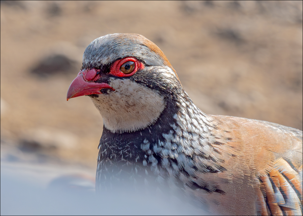 Madeira 24dec2024 08jan2025 157 00