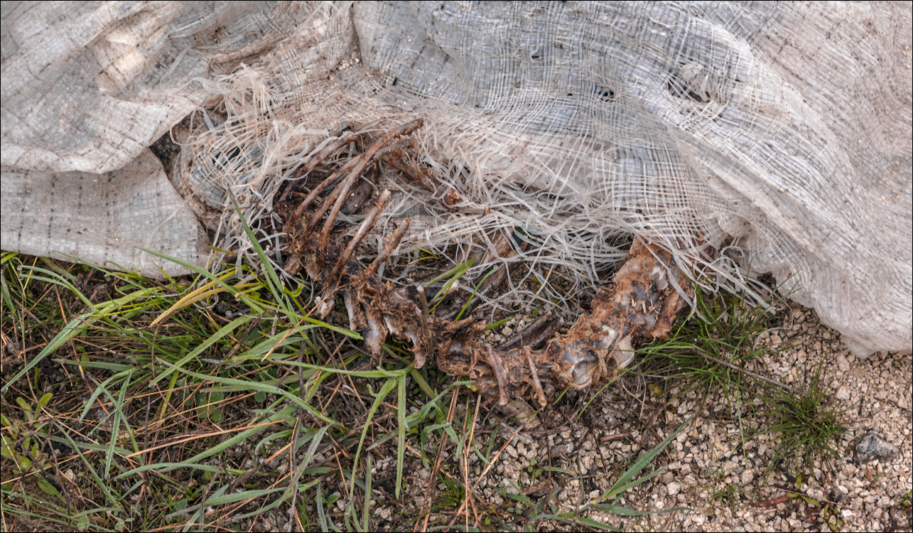 Cobani 2006 20060416052