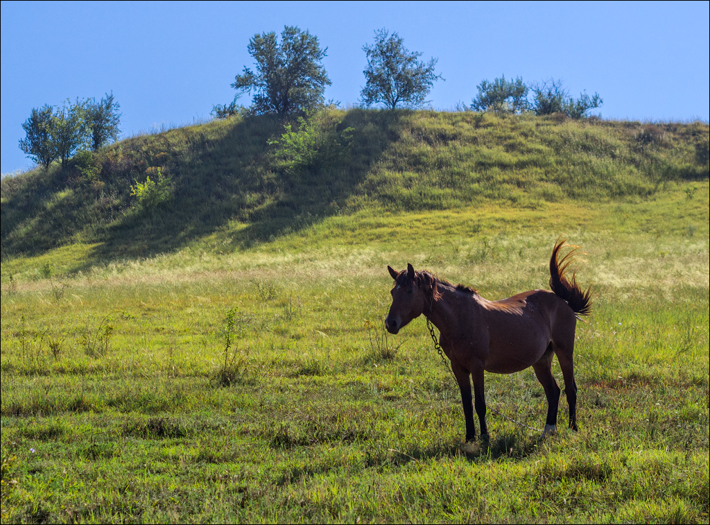 Sanatauca Racovat 201808011006