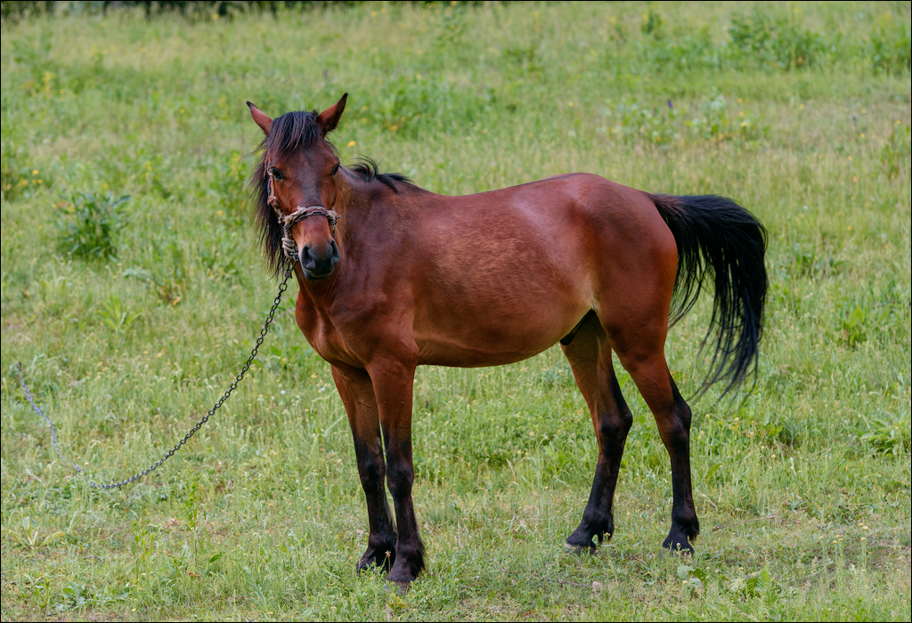 VadulRascov Socola 20180519024