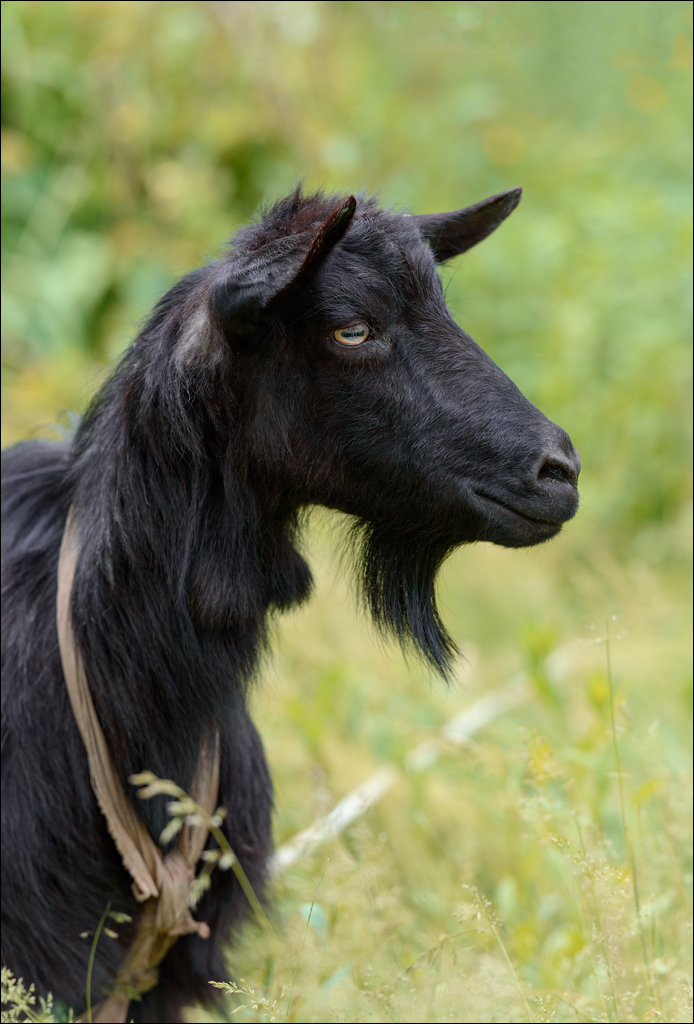 VadulRascov Socola 20180519066