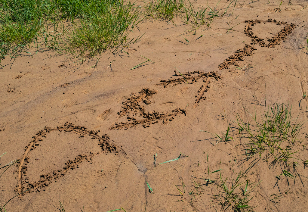 Costesti Duruitoarea PadureaDomn 20190427106