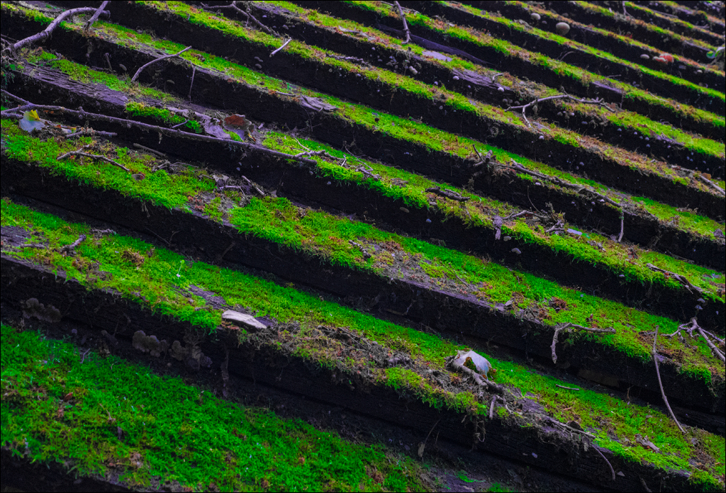 Costesti Duruitoarea PadureaDomn 20190427154