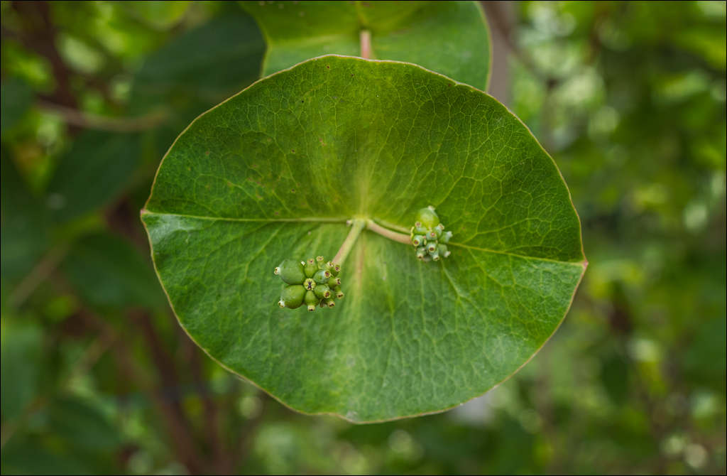 Soroca Ciuhuresti Saharna 20190427195