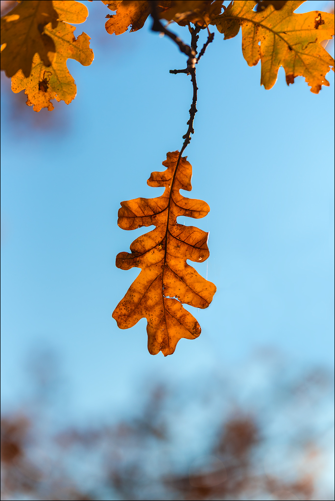 Brinzeni Trinca 20171110066