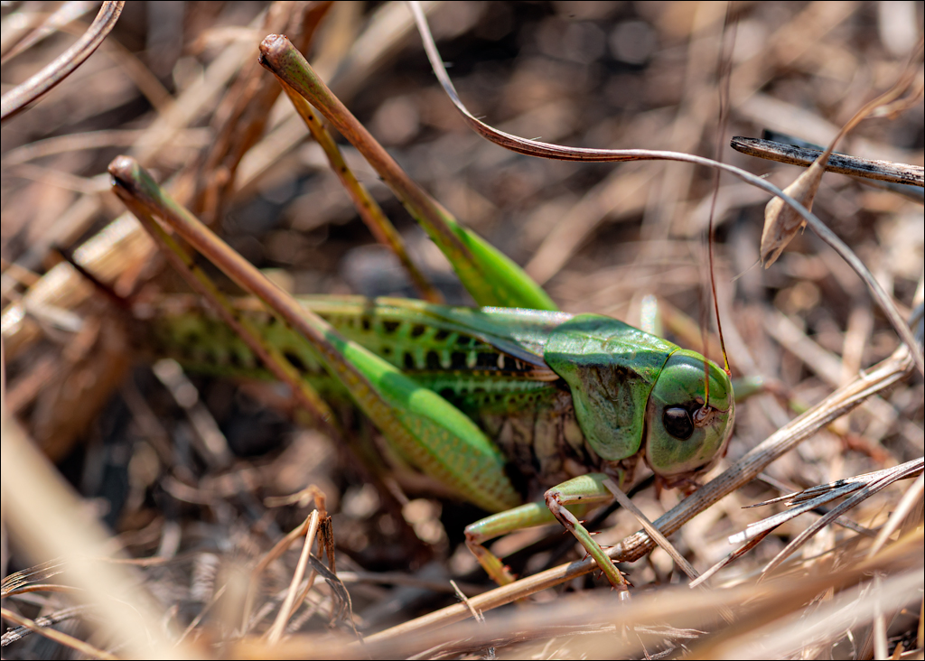 Tipova Zvezdopad 20160813 171