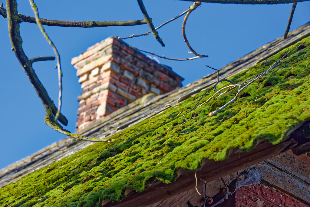 Taul Mindic Oliscani 2024 134