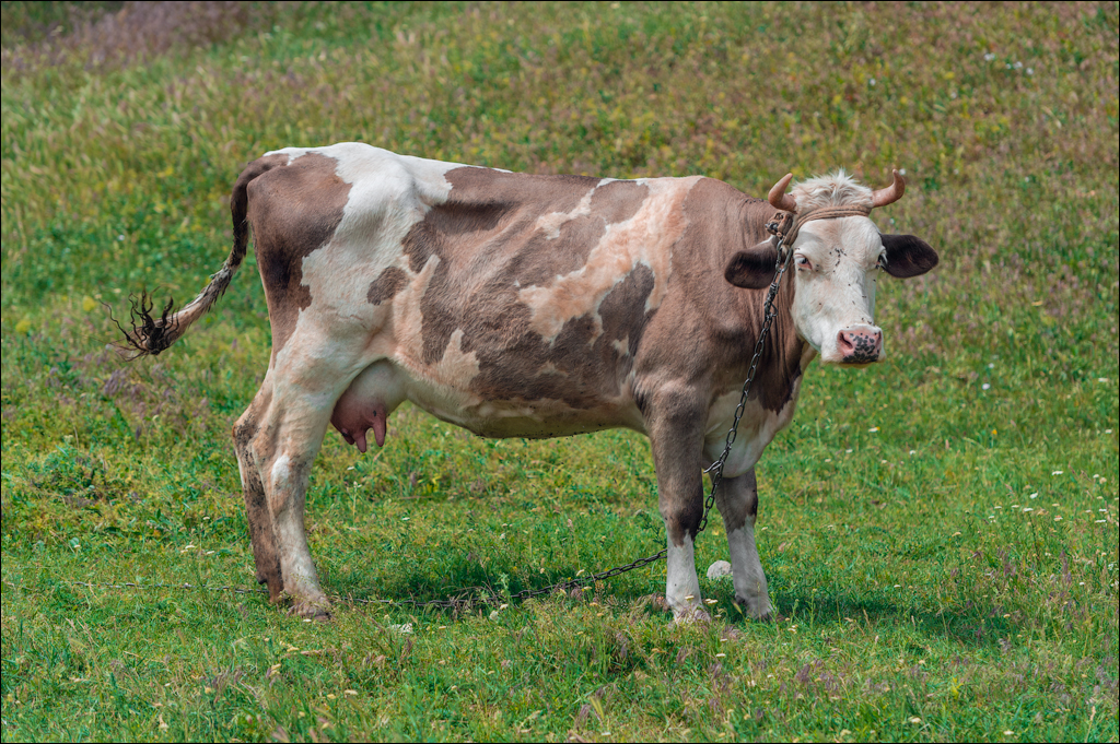 Domulgeni Ordasei may2018 05020180526