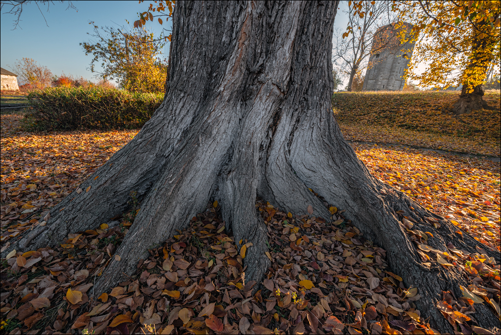Rogojeni Tira Ghindesti 28122019 122