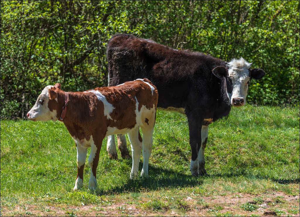 Soldanesti apr2018 03820180422