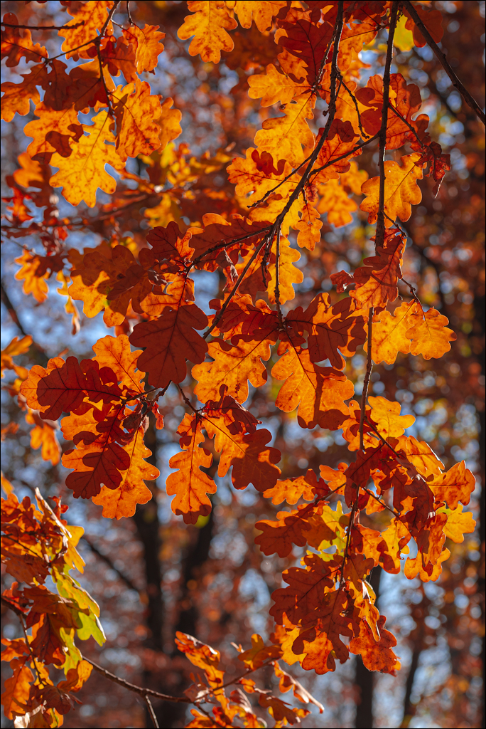 Trinca Gordinesti 29 30oct2021 125