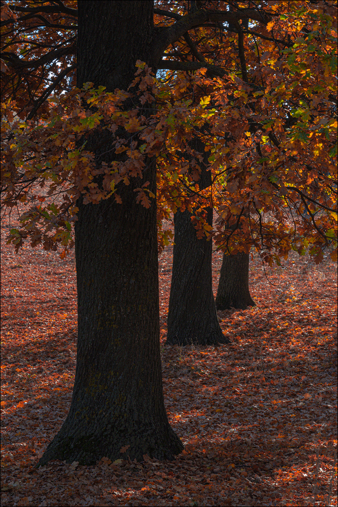 Trinca Gordinesti 29 30oct2021 126