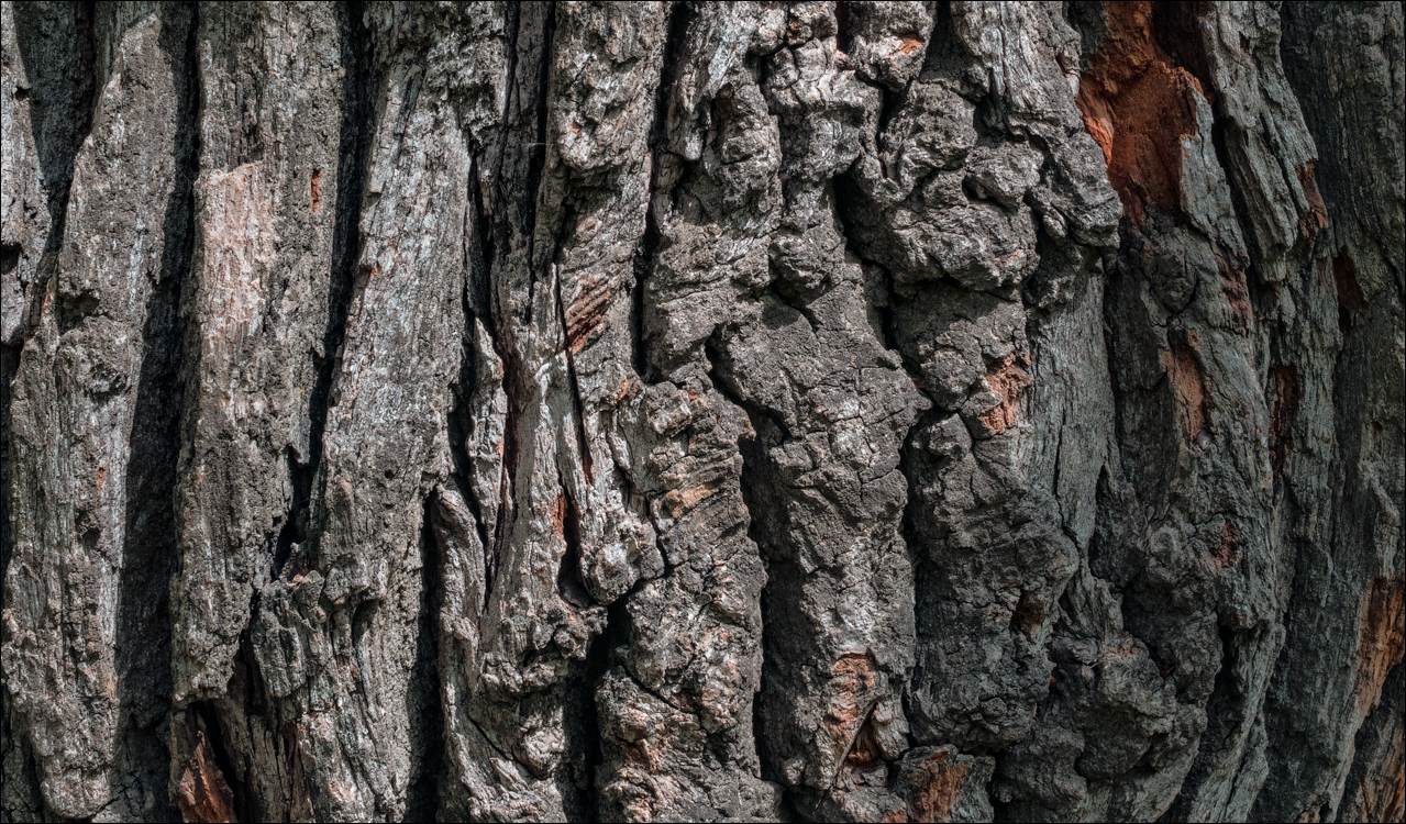 Caracuseni Corjeuti Fetesti Gordinesti 20190427108