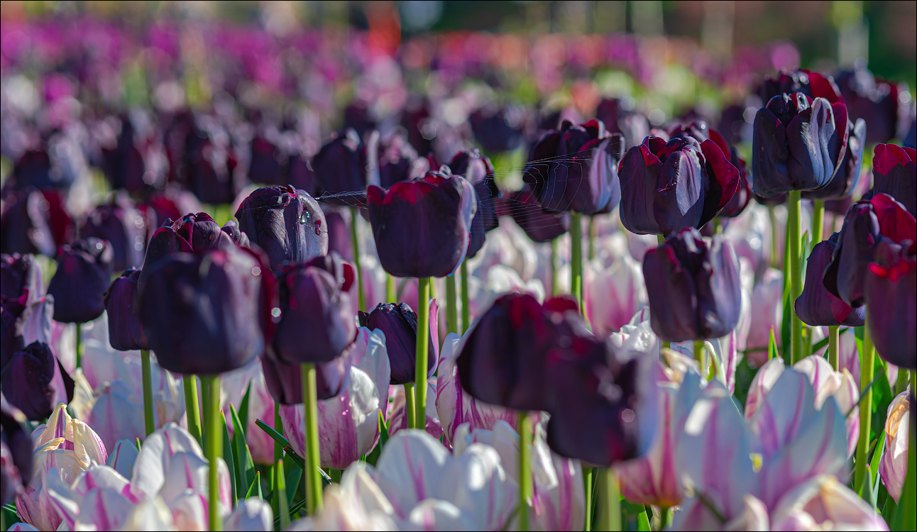 Amsterdam 202204261103