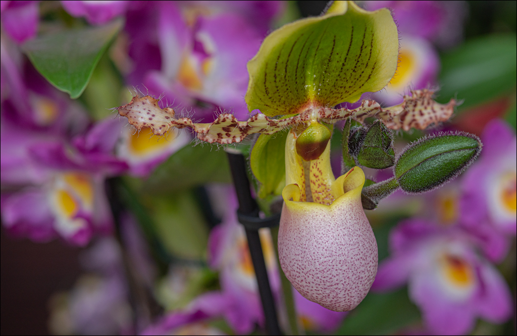 Amsterdam 202204261178