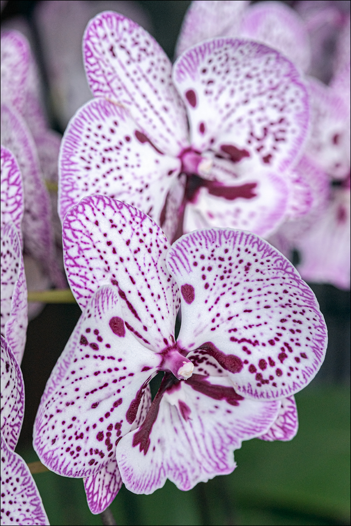 Amsterdam 202204261181