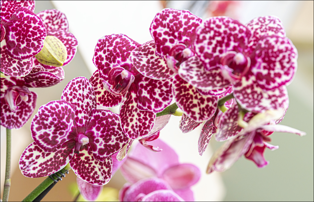 Amsterdam 202204261183