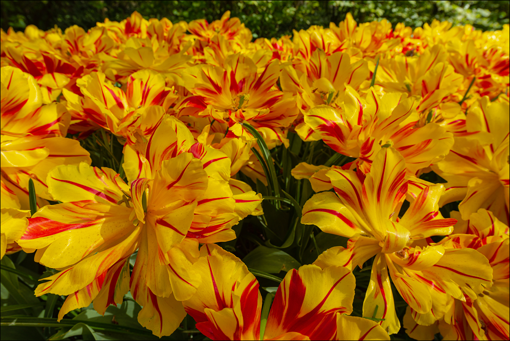 Amsterdam 202204261199