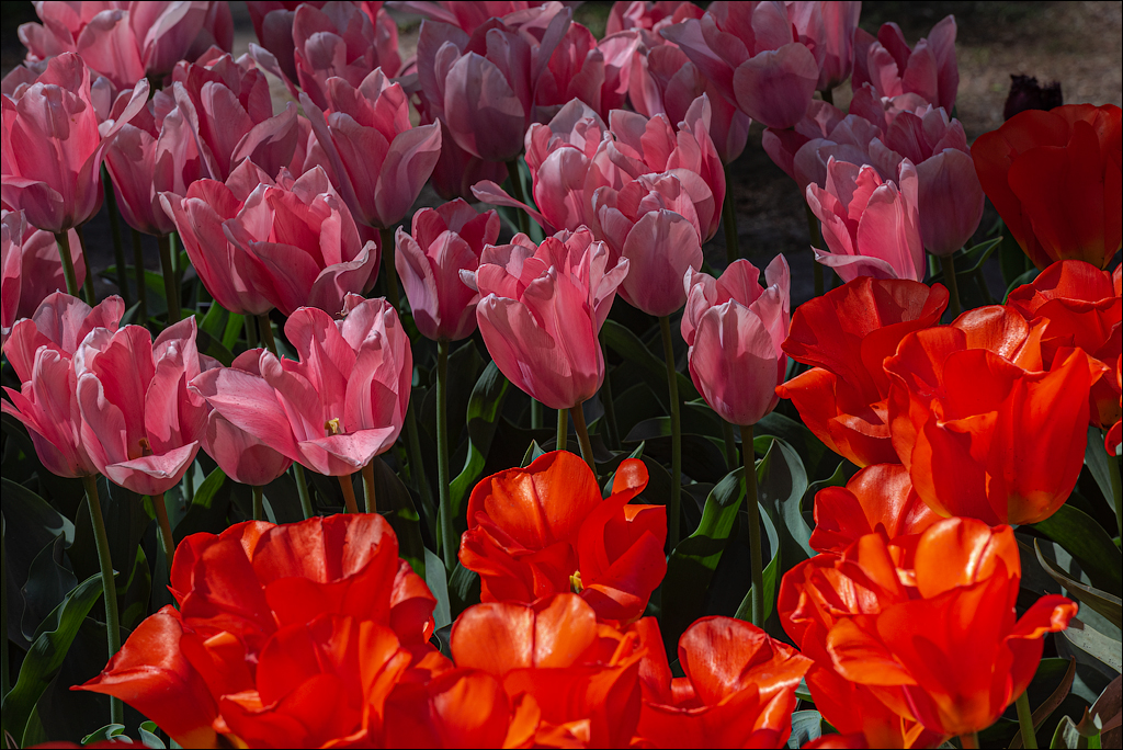 Amsterdam 202204262176